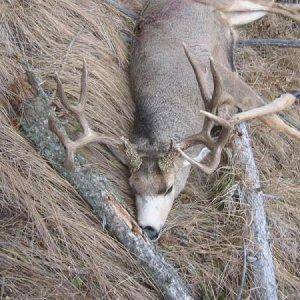 2007 Mulie