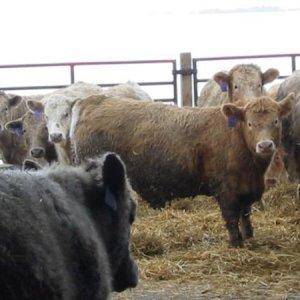 O/S Calves on Feed