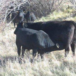 GK Bull Calve

Shonkin, MT