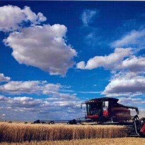 Harvest.  Glasgow, MT