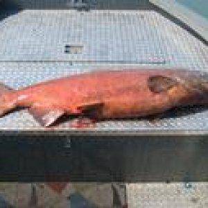 King Salmon i caught in the Kenai River.  2005