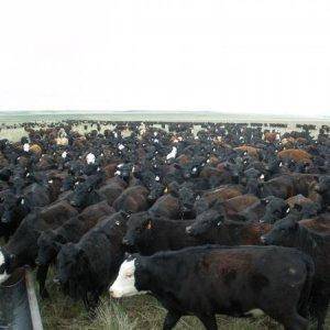 1400 heifers