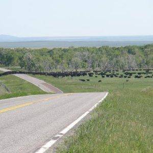 Crossing the highway with 1700 steers