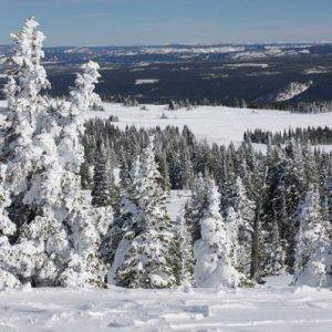 Snow ghost & landscape at West Yellowstone