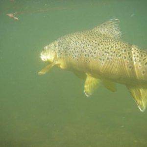 Montana brown trout