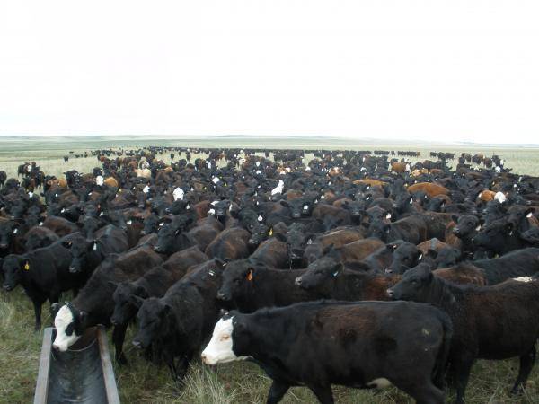 1400 heifers