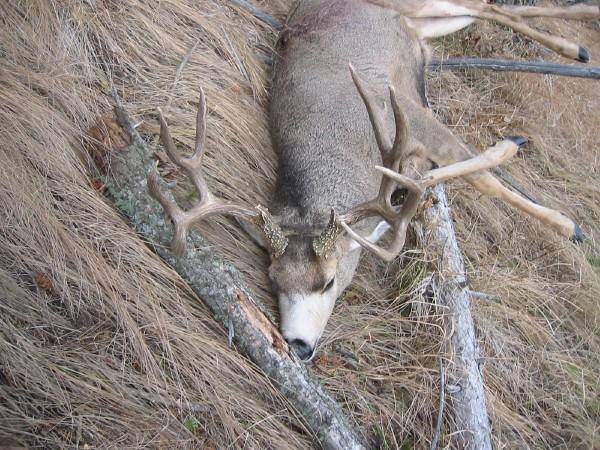 2007 Mulie