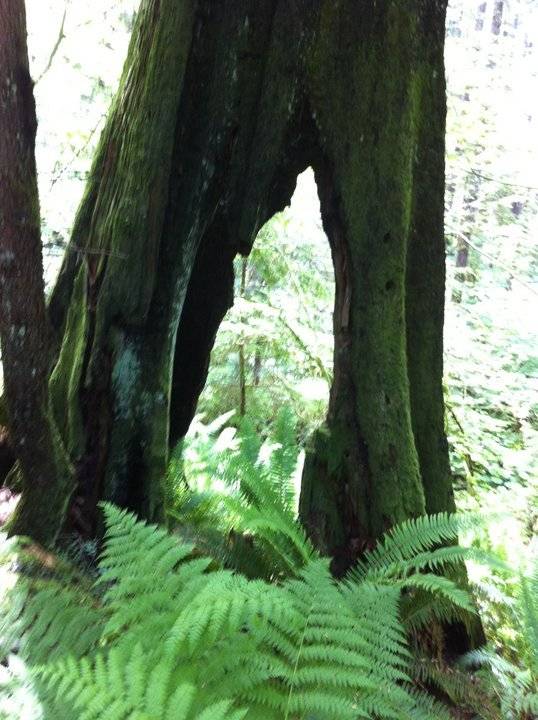 2011 06 26 Halvor Lake Hike (8)