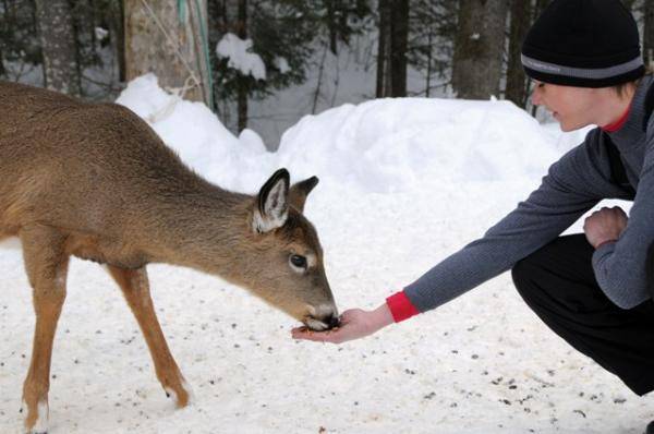 Aimee, SledGirls Co-Owner, feeding deer