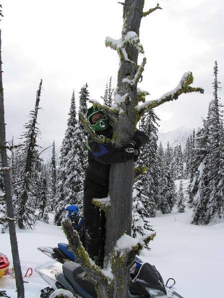 Arctic1 tree hugger