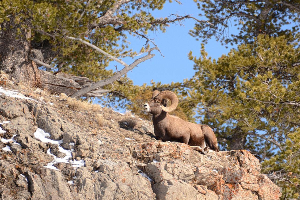 Bighorn just outside Cooke