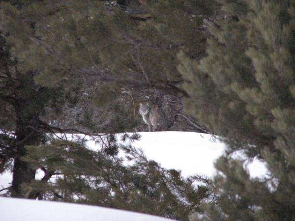 Bobcat behind my house 100 yards