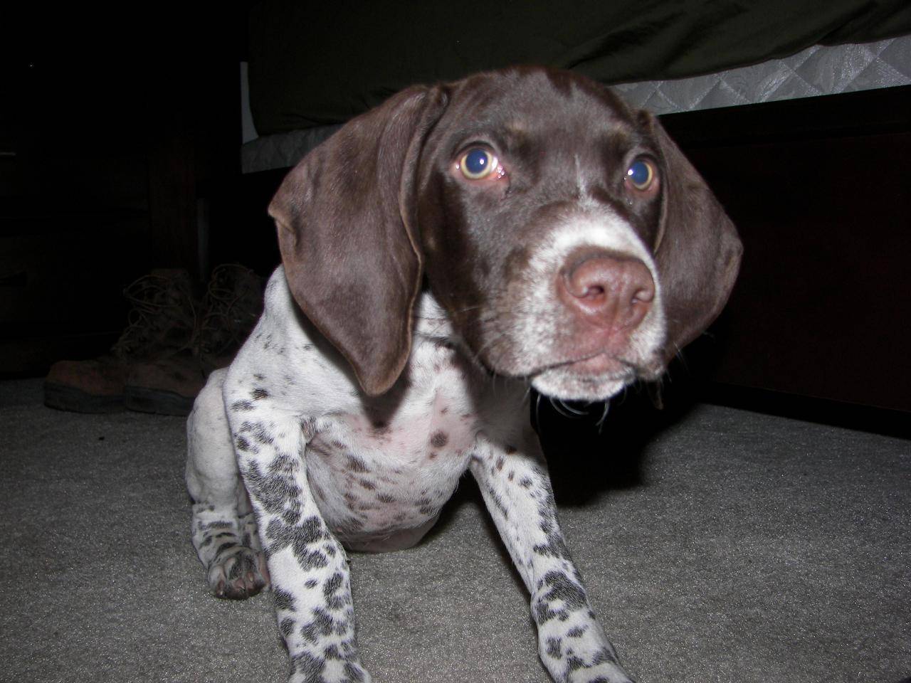 Browning as a Pup.  Definitly worth the monthly payments!  Turned out to be an awsome hunter and companion.