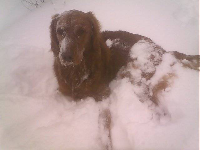 Cassidy in the snow