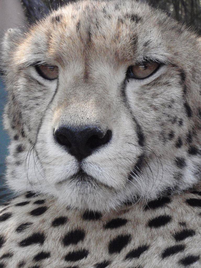 Chaka, a 10 month old Cheetah at Tenikwa