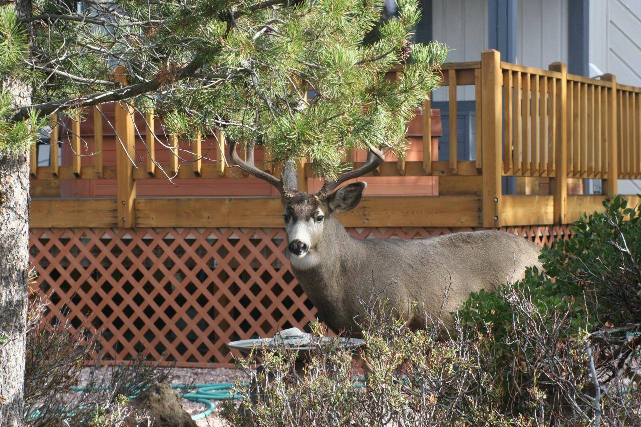 Common site by our back deck in November.