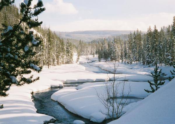 Creek in the West Yellowstone area