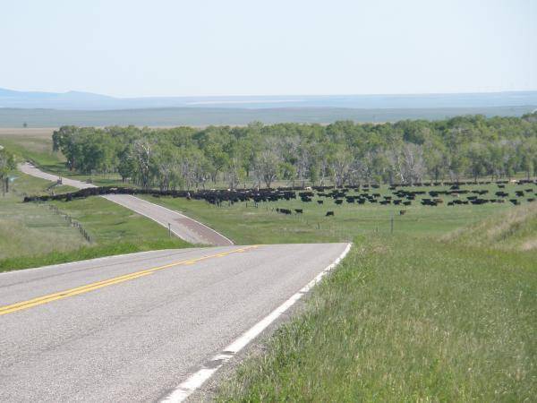 Crossing the highway with 1700 steers