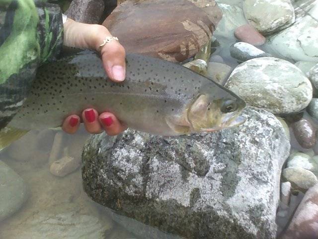 Cutthroat Trout