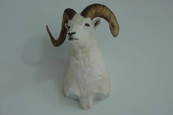 Doll Sheep