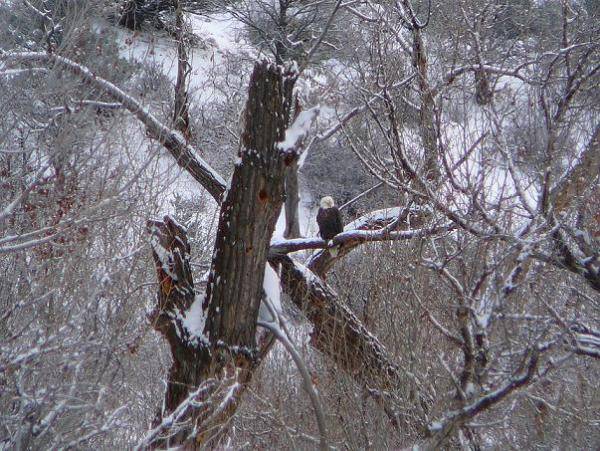 Eagle on the way to the parking lot in Colorado.