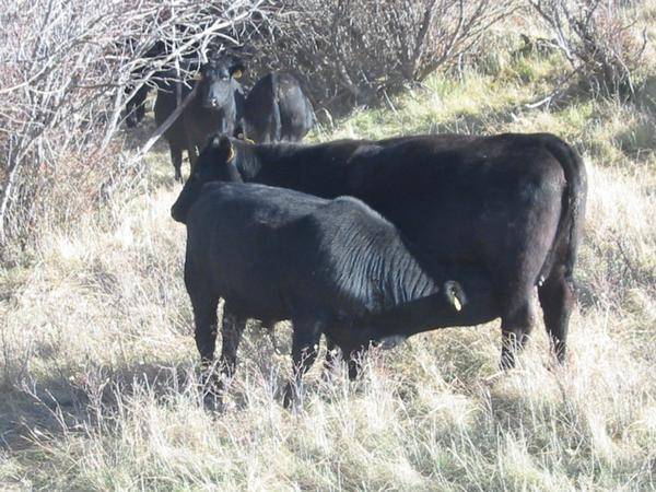 GK Bull Calve

Shonkin, MT