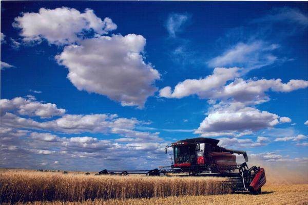 Harvest.  Glasgow, MT