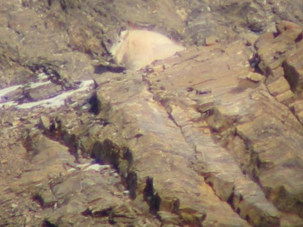 I took this picture at over a mile away through a spotting scope turned all the way up.