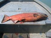 King Salmon i caught in the Kenai River.  2005