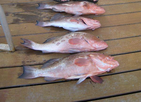 Limited out on our Red Grouper. Bigest was like 36&quot; and about 14 pounds.