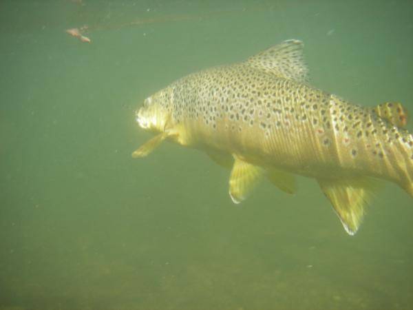 Montana brown trout