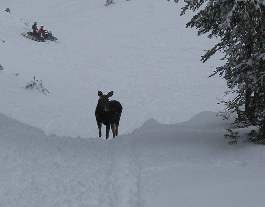 Moose blocking the trail, not caring about sleds.