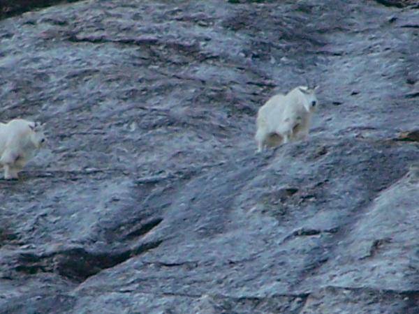 Mountain Goats we spotted leaving Lamoille