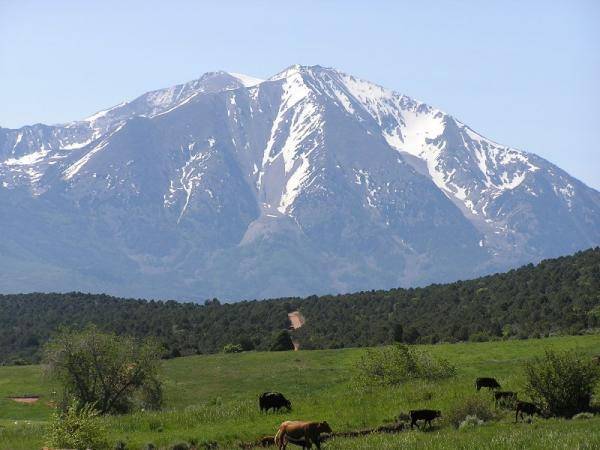 Mt Sopris Cows