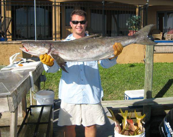 My 48&quot;, 32 pound Cobia