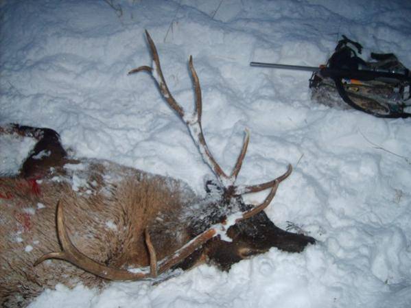 My elk 2009