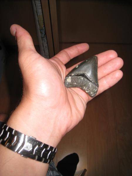 My first Meg tooth!got it sharks teeth searching in Venice, Florida