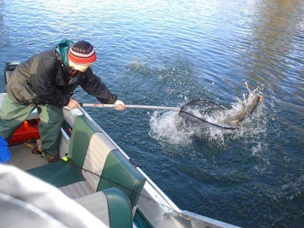 netting a hot fish!!!