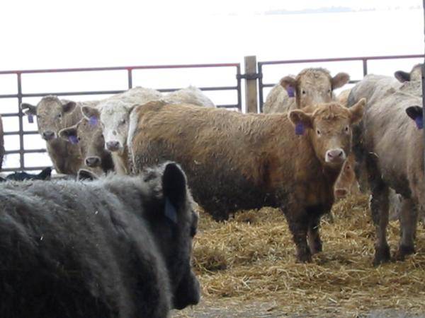 O/S Calves on Feed