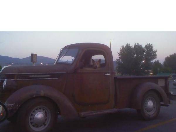 Old dogs in an old truck in the Safeway parking lot...too funny!