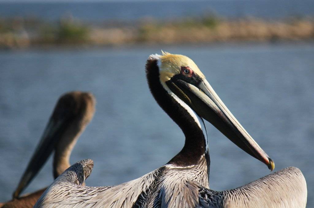 pelican