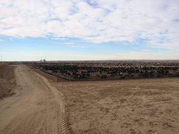 Pete's feedlot in NE.