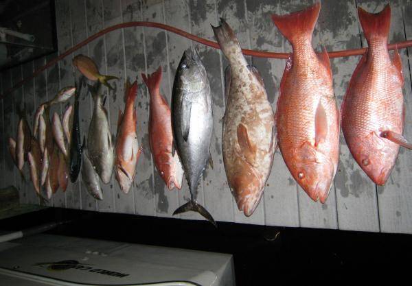 Pictured:Red Snapper, Black Fin Tuna, Mutton Snapper, Yellow Tail Snapper, Mahi, Red Grouper :Not pictured my 20lb cow dolphin, small mahi, sharks, cu