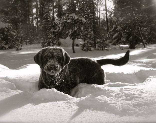 Powder hound