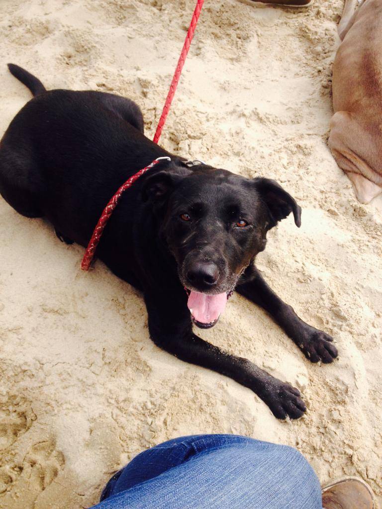 Sady dog at the dunes