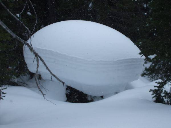 Snow Sittin On a stump