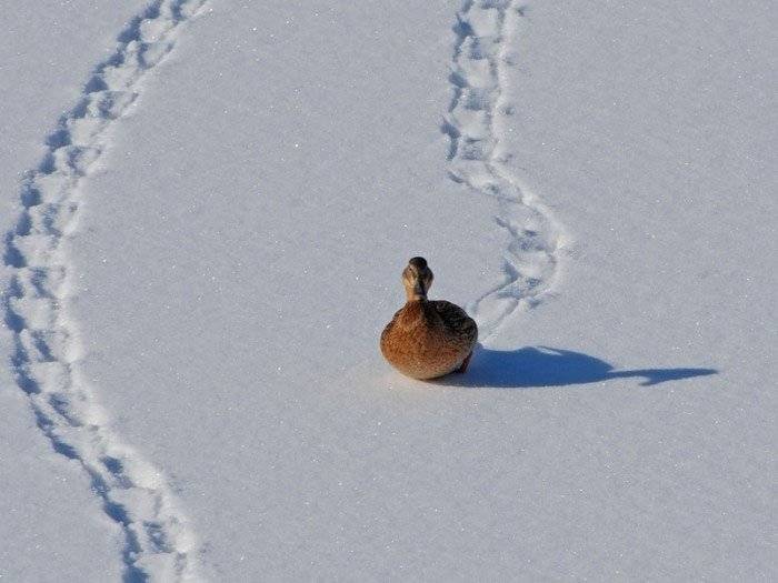 snowduck