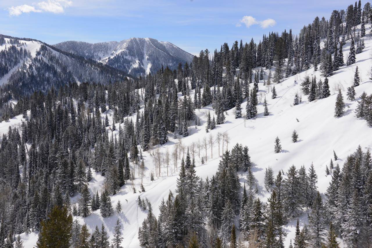 Snowest Timbersled Mountainhorse