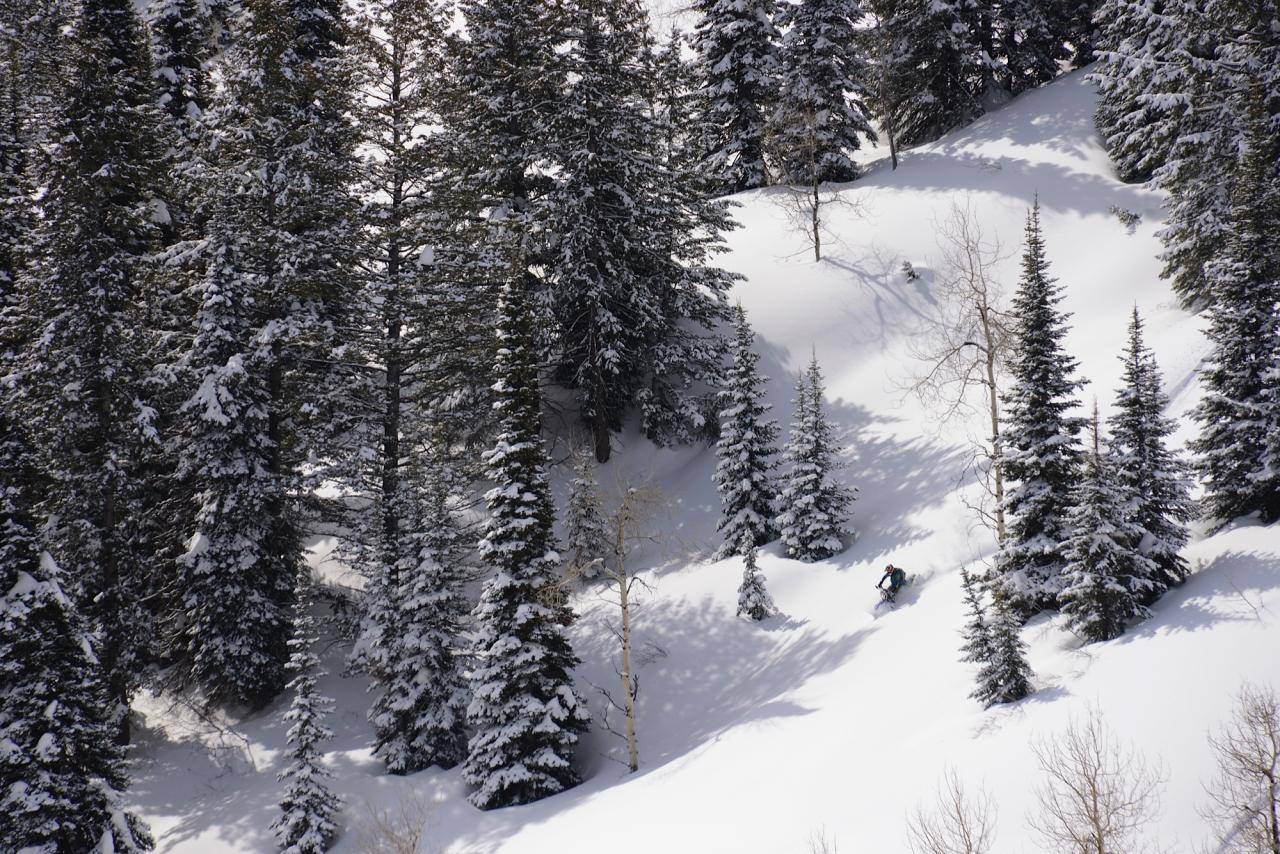 Snowest Timbersled Mountainhorse