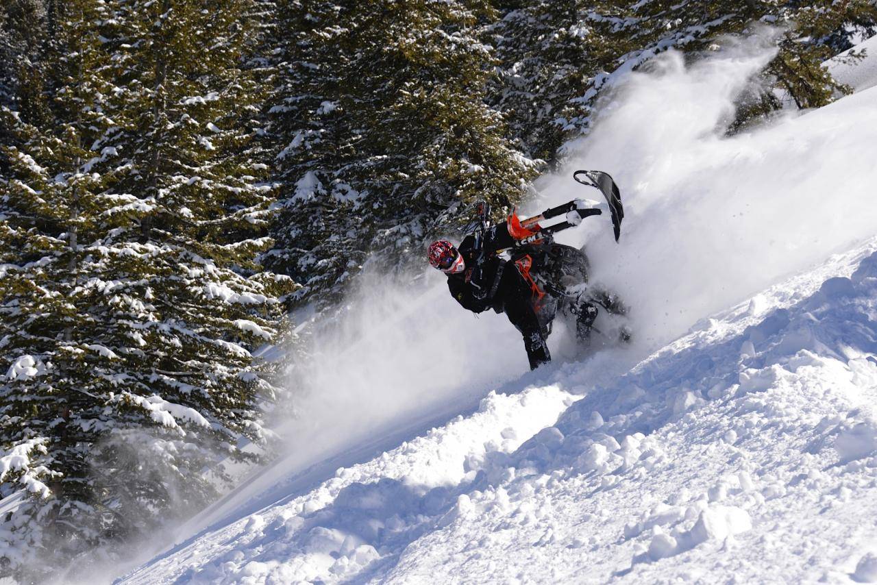 Snowest Timbersled Mountainhorse